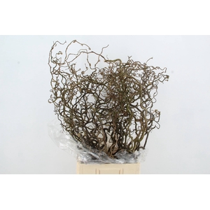 CORYLUS AV CONTORTA 2 JARIG