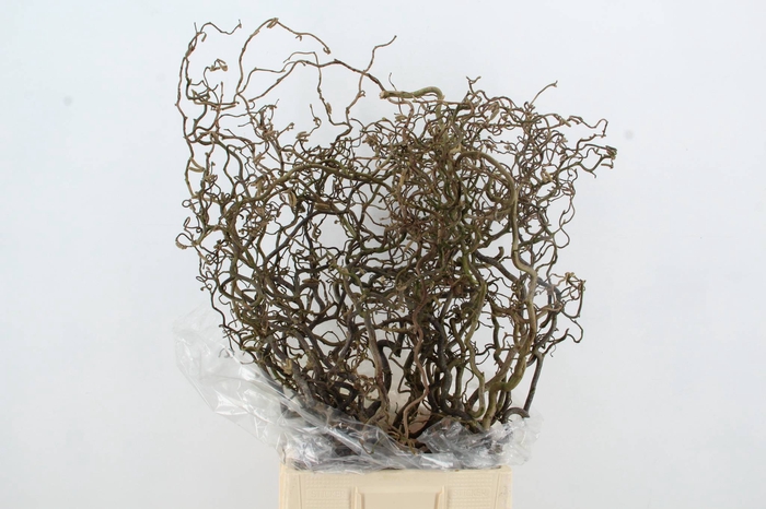 <h4>CORYLUS AV CONTORTA 2 JARIG</h4>