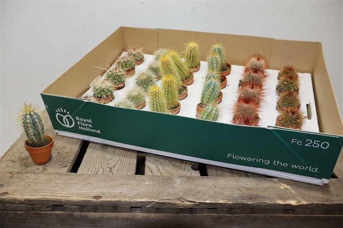 <h4>arr8 Cactus Gem In Terra Cotta Potje</h4>