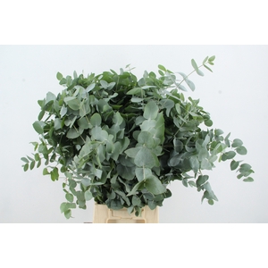 EUC CINEREA 150GR SHORT