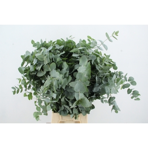 EUC CINEREA 150GR
