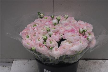 <h4>Cloni Super Dream</h4>