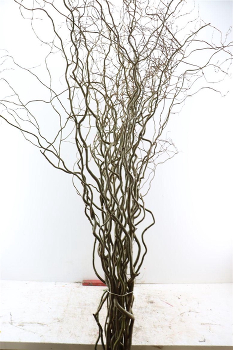 <h4>Salix Kronkelwilg</h4>