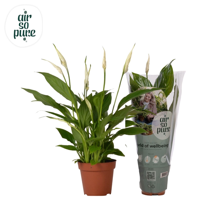 <h4>Spathiphyllum 12 cm Torelli Air So Pure</h4>