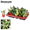 Tiny Sanny mix (Sansevieria) (Decorum)