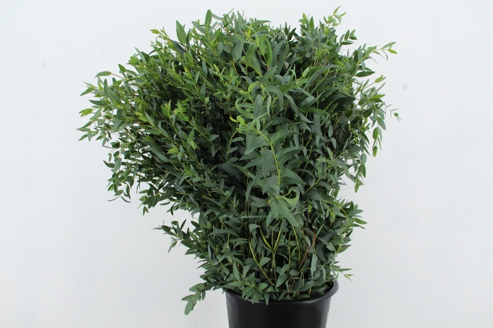 <h4>EUC PARVIFOLIA 300GR</h4>