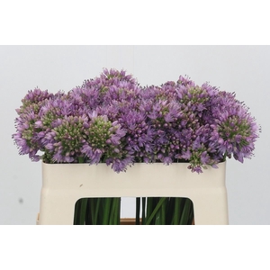 Allium senescens