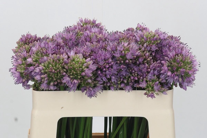 Allium senescens
