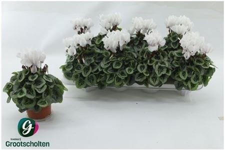 Cycl Kl Sup Picasso White