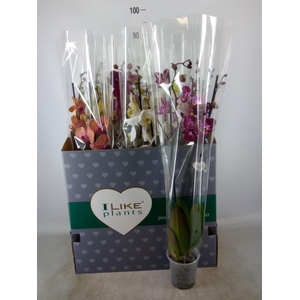 Phalaenopsis ...mix