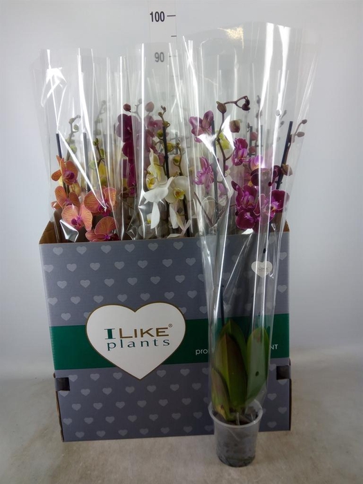 <h4>Phalaenopsis   ...mix</h4>