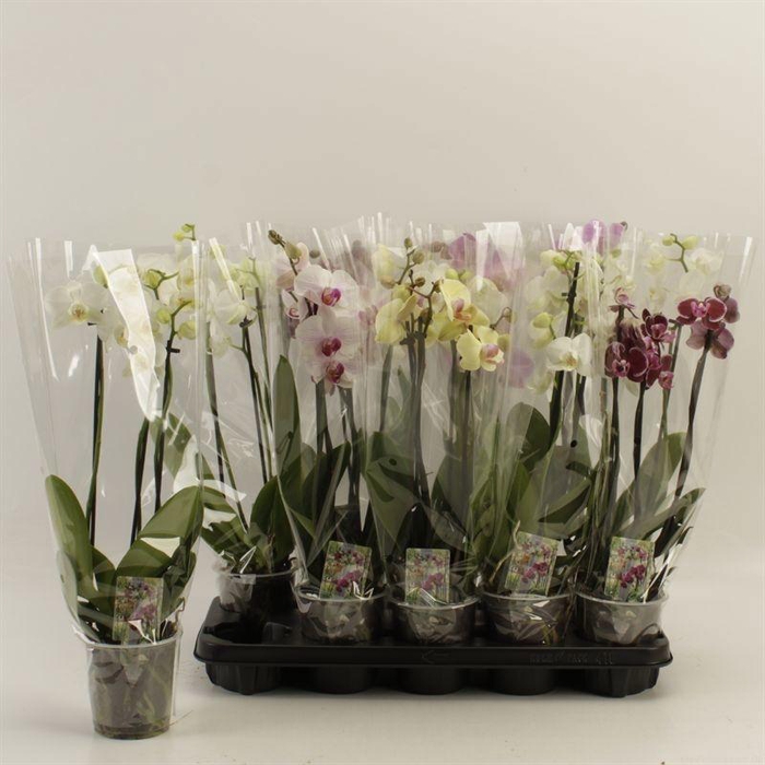 <h4>PHAL GEM</h4>