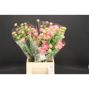 Ran Moderna Star Venus