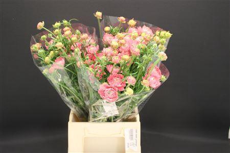 <h4>Ran Moderna Star Venus</h4>