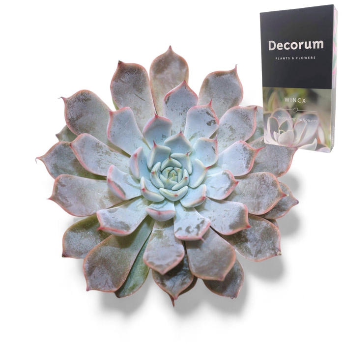 <h4>Echeveria Rosea Cutflower Wincx-10cm</h4>