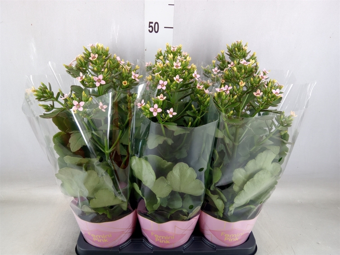 <h4>Kalanchoe blos. 'Feminine Pink'</h4>