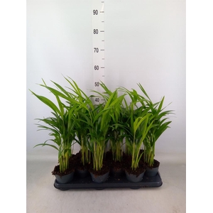 Dypsis lutescens   ...Chrysalidoca