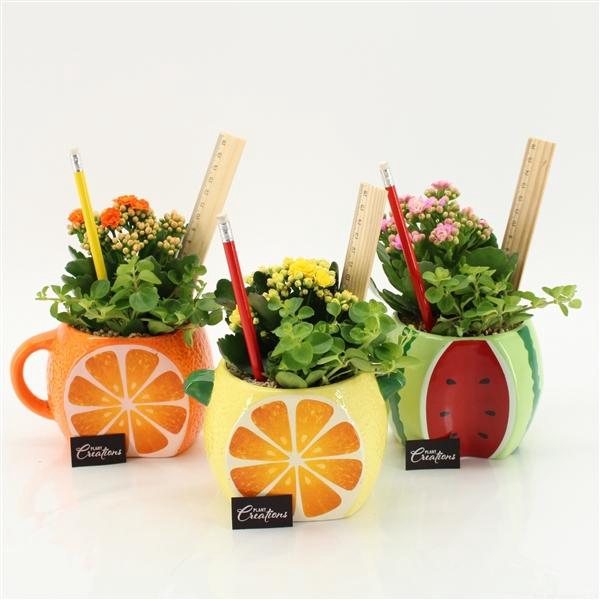<h4>Arrangementen kamerplanten bloeiend 6%</h4>