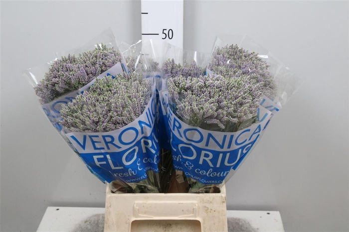 <h4>Veron Smart Splash</h4>