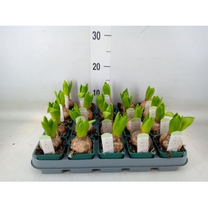 Hyacinthus orie. 'Pearl White'