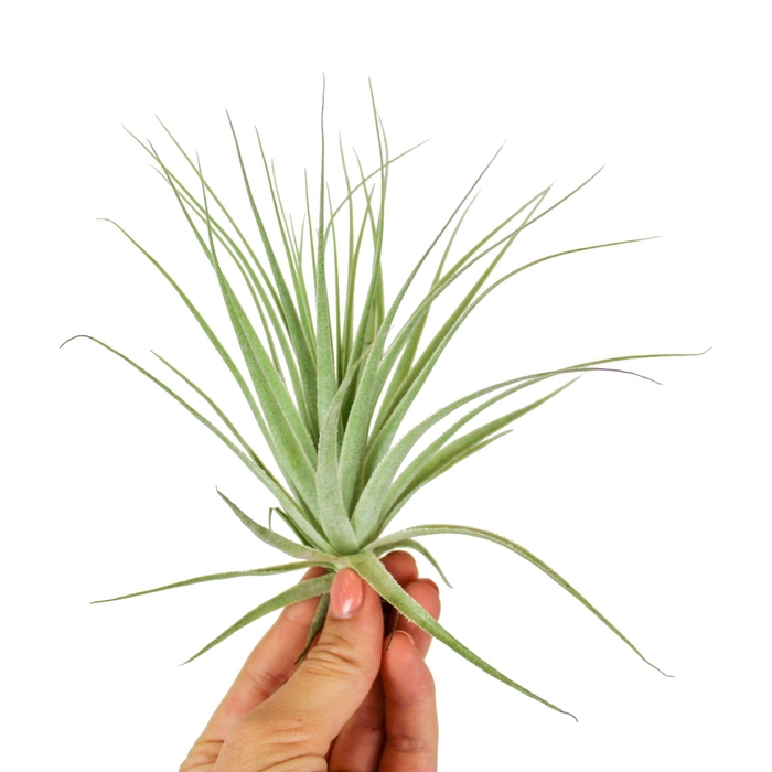 <h4>Tillandsia Gardneri</h4>