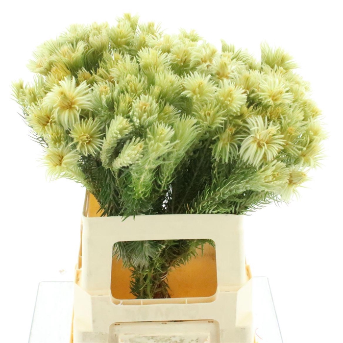 Kaaps Phylica Plumosa Spray