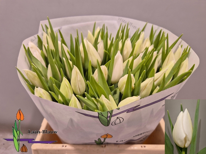 <h4>TU EN POLAR BEAR</h4>