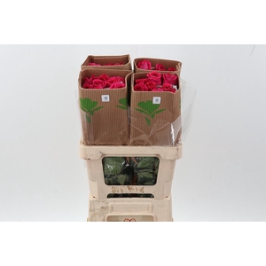 R Gr Pink Floyd 50cm Fu