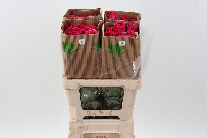 <h4>R Gr Pink Floyd 50cm Fu</h4>