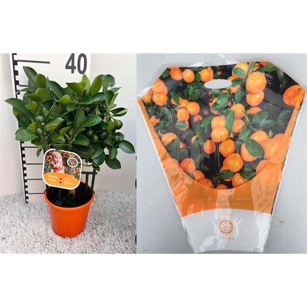 <h4>Citrus Calamondin rack/trellis carry-bag</h4>