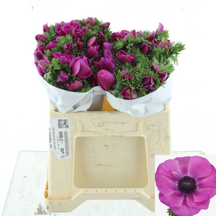 <h4>ANEM CO MIS + FUCSIA</h4>