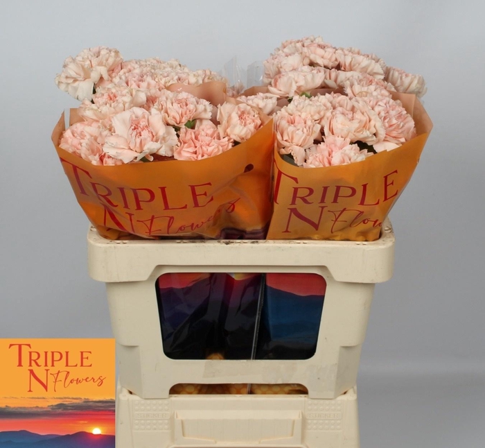 <h4>DI ST NOVIADO</h4>