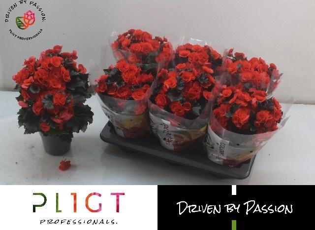 <h4>BEG DU MOCCA ORANGE</h4>