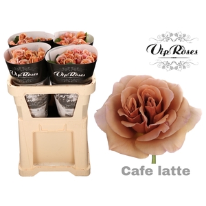 R GR CAFE LATTE x40