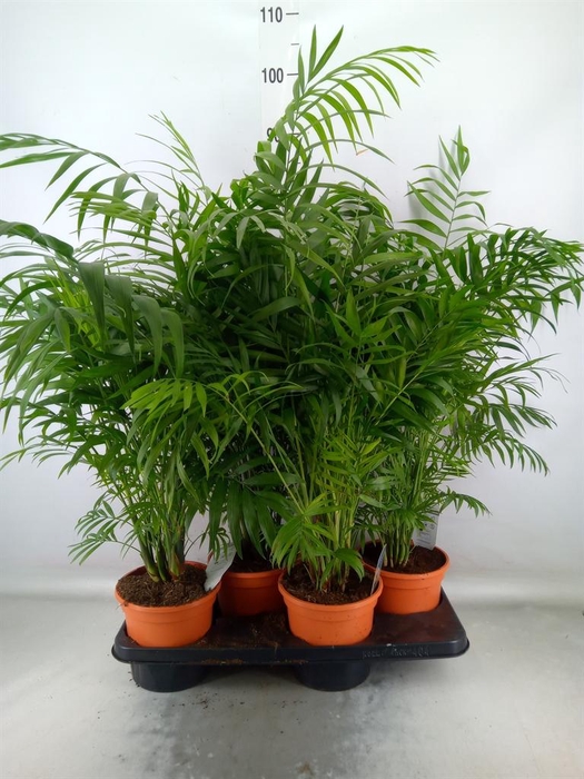 <h4>Chamaedorea elegans</h4>