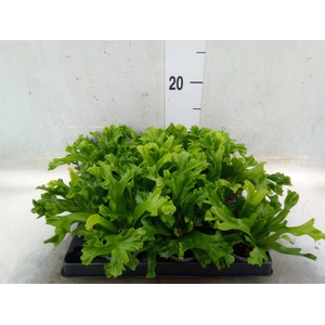 Asplenium nidus