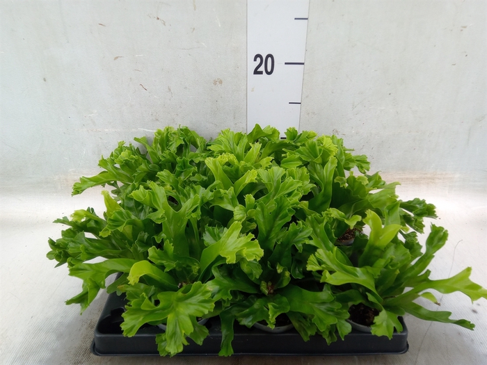 <h4>Asplenium nidus</h4>