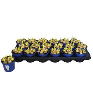 Bol op pot Ornithogalum Balansae zonder steeketiket