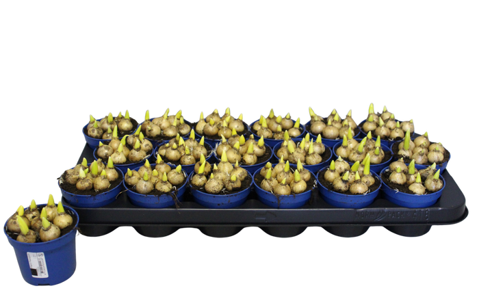 <h4>Bol op pot Ornithogalum Balansae zonder steeketiket</h4>