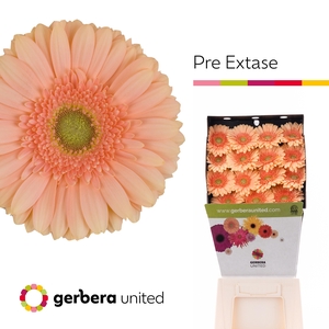 Gerbera Pre-Extase Diamond per kaart