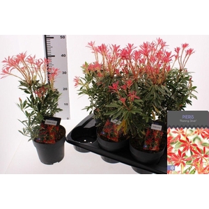 PIERIS FLAMING SILVE