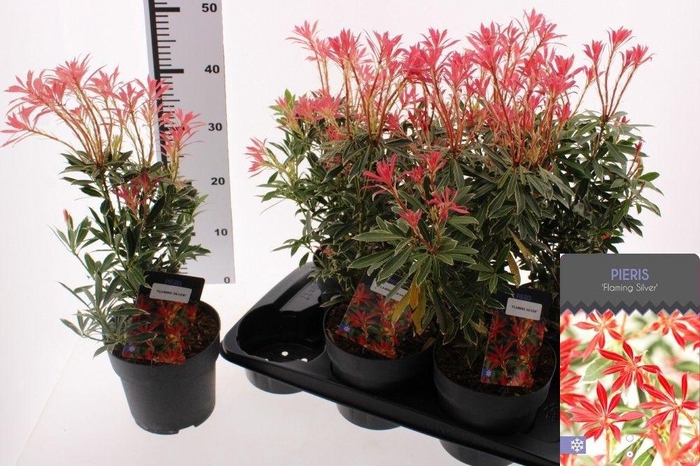 <h4>PIERIS FLAMING SILVE</h4>