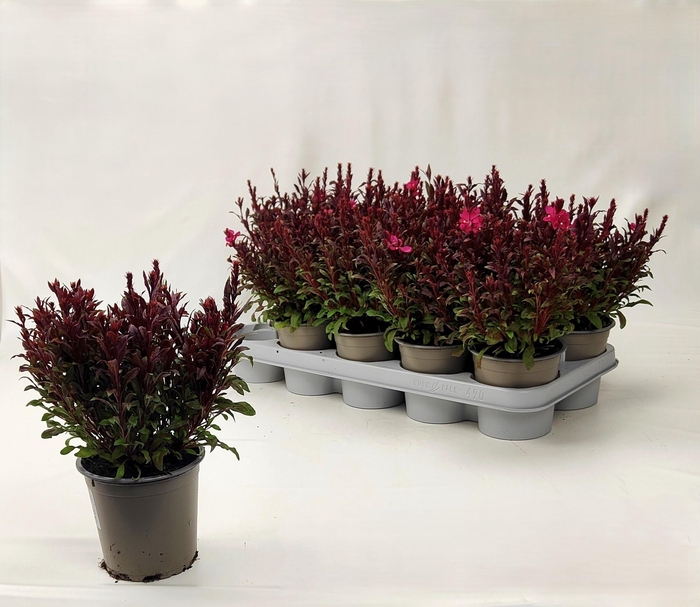 <h4>GAUR LI GAUDI RED</h4>