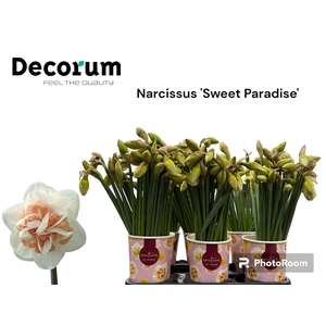 NARC DU SWEET PARADI