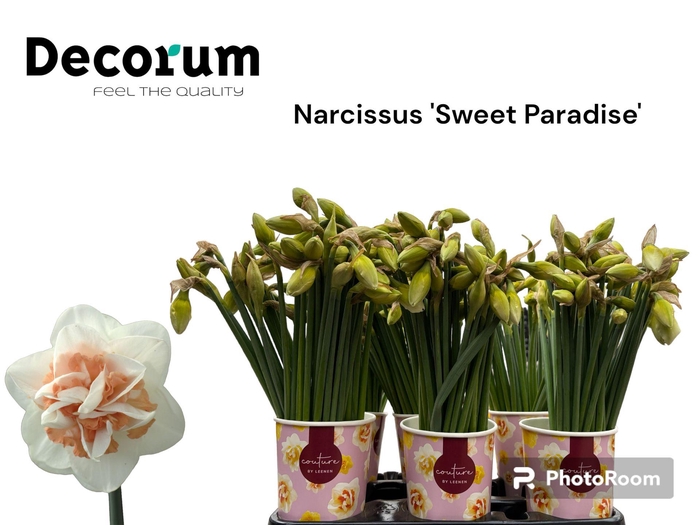 <h4>NARC DU SWEET PARADI</h4>