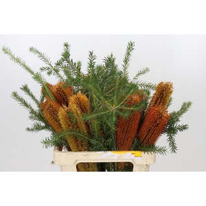Banksia Ericifolia