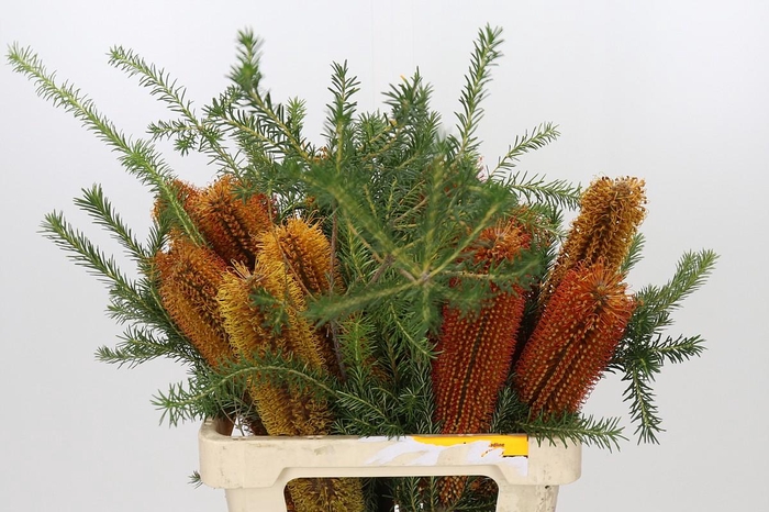 Banksia Ericifolia