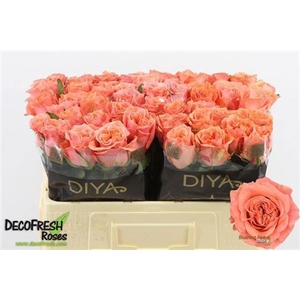Rosa a grande fleur Blushing Reeva