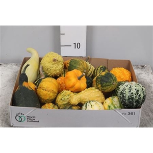 Cucurbita Maya Mix