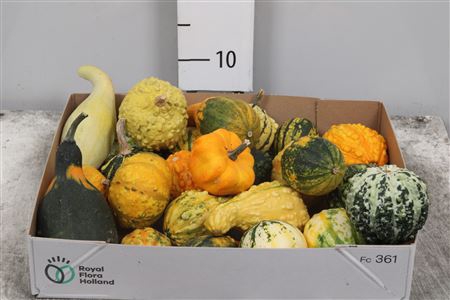 Cucurbita Maya Mix